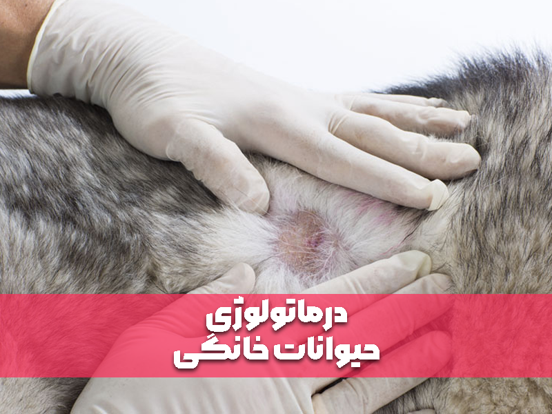 درماتولوژی حیوانات خانگی